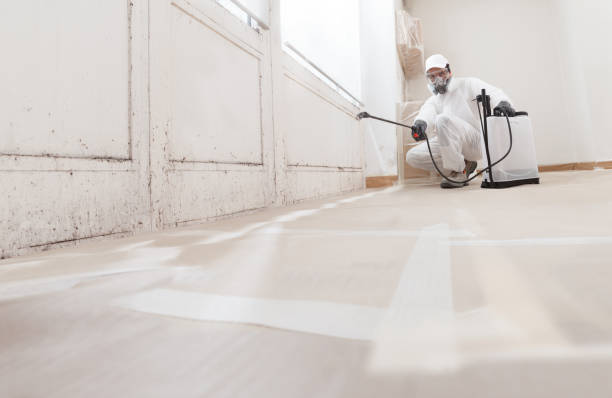 Black mold remediation team in Millersville